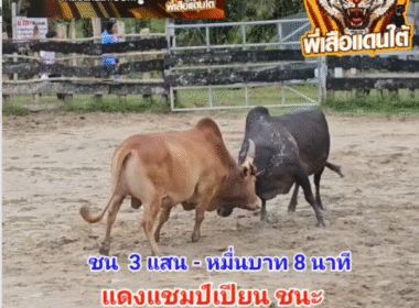 คลิปวัวชนย้อนหลัง ผลการชน โคโหนดทางหลวง (ท่านพูล)  VS โคแดงแชมป์เปี้ยน