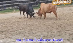 คลิปวัวชนย้อนหลัง ผลการชน โคแดงเพชรตะวัน (ลูกเพชร)  VS โคดุกด้างงามยอดนักเลงเพลงสังหาร (มังกร)