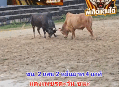 คลิปวัวชนย้อนหลัง ผลการชน โคแดงเพชรตะวัน (ลูกเพชร)  VS โคดุกด้างงามยอดนักเลงเพลงสังหาร (มังกร)