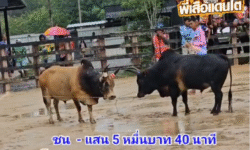 คลิปวัวชนย้อนหลัง ผลการชน โคแดงเพชรตะวัน (ลูกเพชร) VS โคดุกด้างงามยอดนักเลงเพลงสังหาร (มังกร)
