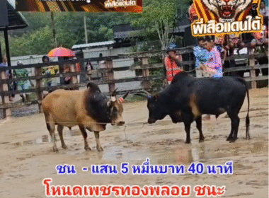 คลิปวัวชนย้อนหลัง ผลการชน โคแดงเพชรตะวัน (ลูกเพชร) VS โคดุกด้างงามยอดนักเลงเพลงสังหาร (มังกร)