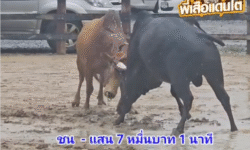 คลิปวัวชนย้อนหลัง ผลการชน แดงดีดน้อยร้อยลีลา VS ดุกด้างแสงตะวัน