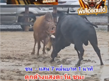 คลิปวัวชนย้อนหลัง ผลการชน แดงดีดน้อยร้อยลีลา VS ดุกด้างแสงตะวัน
