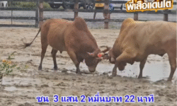 คลิปวัวชนย้อนหลัง ผลการชน ขาวจ้าวตะวัน VS ลังสาดคมพยัคฆ์ (นักเลงหลวง)