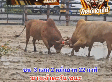 คลิปวัวชนย้อนหลัง ผลการชน ขาวจ้าวตะวัน VS ลังสาดคมพยัคฆ์ (นักเลงหลวง)