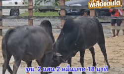 คลิปวัวชนย้อนหลัง ผลการชน โหนดพันพยัคฆ์  VS โหนดสิงธนทรัพย์ (อ้ายผอม)