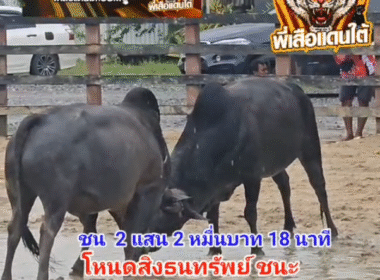 คลิปวัวชนย้อนหลัง ผลการชน โหนดพันพยัคฆ์  VS โหนดสิงธนทรัพย์ (อ้ายผอม)
