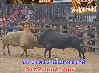 คลิปวัวชนย้อนหลัง ผลการชน โหนดเพชรพญาวัน (บักเทือก) VS ลังสาดงามขั้วโลกเหนือ (แพนด้า)
