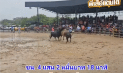 คลิปวัวชนย้อนหลัง ผลการชน โคโหนดพูนทรัพย์ (อ้ายสิงห์) VS โคนิลสายฟ้าดาราชัย (อ้ายหงส์)