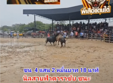 คลิปวัวชนย้อนหลัง ผลการชน โคโหนดพูนทรัพย์ (อ้ายสิงห์) VS โคนิลสายฟ้าดาราชัย (อ้ายหงส์)