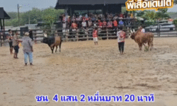 คลิปวัวชนย้อนหลัง ผลการชน โหนดวันชนะเพิ่มพูลทรัพย์ (มาโชว์) VS แดงยอดบัณฑิต (มดคันร้อน)