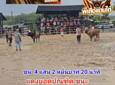 คลิปวัวชนย้อนหลัง ผลการชน โหนดวันชนะเพิ่มพูลทรัพย์ (มาโชว์) VS แดงยอดบัณฑิต (มดคันร้อน)
