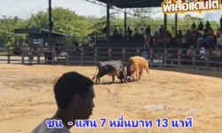 คลิปวัวชนย้อนหลัง ผลการชน โคขาวเพชรพ่อตา VS โคโหนดขันเพชร (เสือเตี้ย)
