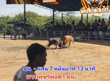 คลิปวัวชนย้อนหลัง ผลการชน โคขาวเพชรพ่อตา VS โคโหนดขันเพชร (เสือเตี้ย)