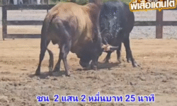คลิปวัวชนย้อนหลัง ผลการชน โคนิลฉลามเงิน VS โคโหนดหลังขาวเจ้าสิงห์ราชสีห์