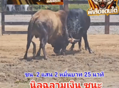 คลิปวัวชนย้อนหลัง ผลการชน โคนิลฉลามเงิน VS โคโหนดหลังขาวเจ้าสิงห์ราชสีห์