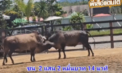 คลิปวัวชนย้อนหลัง ผลการชน โคดุกด้างแซมพรายทอง (ลูกแซม) VS โคลันดาลำเพลิงไฟ (เซียนเมา)