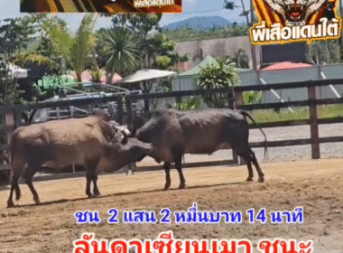 คลิปวัวชนย้อนหลัง ผลการชน โคดุกด้างแซมพรายทอง (ลูกแซม) VS โคลันดาลำเพลิงไฟ (เซียนเมา)