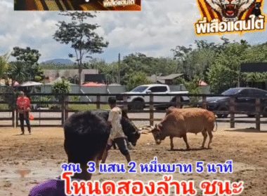 คลิปวัวชนย้อนหลัง ผลการชน โคแดงงามบัลลังก์เล็ก (แดงใบ้) VS โคโหนดงามก้องเกียรติเล็ก (สองล้าน)