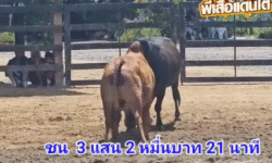 คลิปวัวชนย้อนหลัง ผลการชน โคดุกด้างเทพบัญชาชัย (ลูกรอก) VS โคแดงงามยอดอาวุธ (เหล่าต้า)