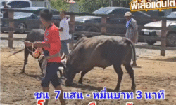 คลิปวัวชนย้อนหลัง ผลการชน โคดุกด้างจอมราวีทายาทศรราม (ปุ๊กลุ๊ก) VS โคโหนดเหนือตะวันลูกเพชรท่าบอน (เพชรทองพลอย)