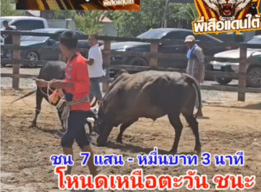 คลิปวัวชนย้อนหลัง ผลการชน โคดุกด้างจอมราวีทายาทศรราม (ปุ๊กลุ๊ก) VS โคโหนดเหนือตะวันลูกเพชรท่าบอน (เพชรทองพลอย)