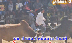 คลิปวัวชนย้อนหลัง ผลการชน โคแดงงามสิงหราชเดโชพิชิตชัย (รถบด) VS โคโหนดงามยอดวิชาเพชรแสนชัย (อ้ายดอก)