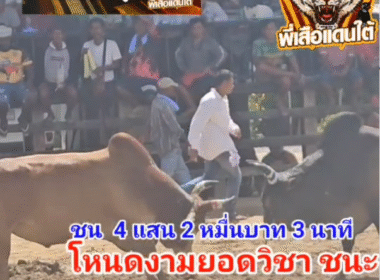 คลิปวัวชนย้อนหลัง ผลการชน โคแดงงามสิงหราชเดโชพิชิตชัย (รถบด) VS โคโหนดงามยอดวิชาเพชรแสนชัย (อ้ายดอก)