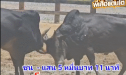คลิปวัวชนย้อนหลัง ผลการชน ดุกด้างแซมเพชรทวี (ท่านค้อน) VS โหนดสิงห์คีรี (ขุนทอง)