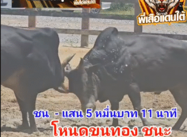 คลิปวัวชนย้อนหลัง ผลการชน ดุกด้างแซมเพชรทวี (ท่านค้อน) VS โหนดสิงห์คีรี (ขุนทอง)