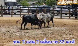 คลิปวัวชนย้อนหลัง ผลการชน ดุกด้างเพชรฆาตทายาทยอดขุนพล (ลูกหมี) VS นิลลายมานะชัย (ลายยมทูต)