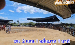 คลิปวัวชนย้อนหลัง ผลการชน ลังสาดดาวโหล๊ะ (ดาวใต้) VS แดงบุญชู