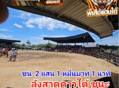 คลิปวัวชนย้อนหลัง ผลการชน ลังสาดดาวโหล๊ะ (ดาวใต้) VS แดงบุญชู