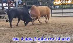 คลิปวัวชนย้อนหลัง ผลการชน แดงงามมงคลชัย (มังกรทอง)  VS ดุกด้างแก้วเพชรยอดมีชัย (ซันไล)