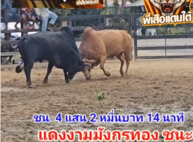 คลิปวัวชนย้อนหลัง ผลการชน แดงงามมงคลชัย (มังกรทอง)  VS ดุกด้างแก้วเพชรยอดมีชัย (ซันไล)