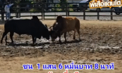 คลิปวัวชนย้อนหลัง ผลการชน แดงพันพยัคฆ์ยอดนักสู้ (ด.ช.พัทลุง) VS ดุกด้างสี่เซียน (ลูกแพะ)