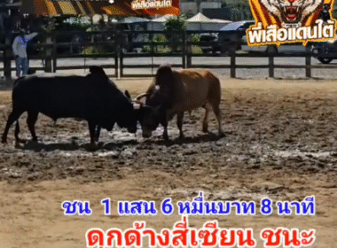 คลิปวัวชนย้อนหลัง ผลการชน แดงพันพยัคฆ์ยอดนักสู้ (ด.ช.พัทลุง) VS ดุกด้างสี่เซียน (ลูกแพะ)
