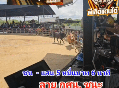 คลิปวัวชนย้อนหลัง ผลการชน โคขาวใจเพชร  VS โคลายศูนย์การศึกษานอกโรงเรียน (กศน.)