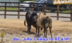คลิปวัวชนย้อนหลัง ผลการชน โคลังสาด 9 มม. ทายาท 357 (แพนด้า)  VS  โคโหนดนัฐมนต์โชคนำชัย (ลูกหราง)