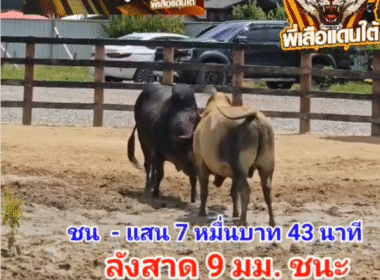 คลิปวัวชนย้อนหลัง ผลการชน โคลังสาด 9 มม. ทายาท 357 (แพนด้า)  VS  โคโหนดนัฐมนต์โชคนำชัย (ลูกหราง)