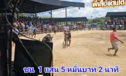 คลิปวัวชนย้อนหลัง ผลการชน  โคโหนดหลังขาวสิงห์ราชาเล็ก (ตะวันฉาย)  VS โคลังสาดรณชัย (รถถัง)