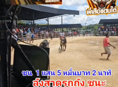 คลิปวัวชนย้อนหลัง ผลการชน  โคโหนดหลังขาวสิงห์ราชาเล็ก (ตะวันฉาย)  VS โคลังสาดรณชัย (รถถัง)