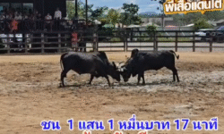 คลิปวัวชนย้อนหลัง ผลการชน โคโหนดท้องลายเพชรชวนชม (นกเขา)  VS โคนิลเสน่ห์งาม ส.แปดสิงห์ (ตัวเอียด)