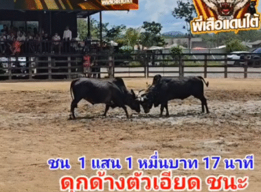 คลิปวัวชนย้อนหลัง ผลการชน โคโหนดท้องลายเพชรชวนชม (นกเขา)  VS โคนิลเสน่ห์งาม ส.แปดสิงห์ (ตัวเอียด)