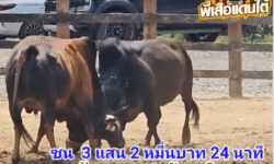 คลิปวัวชนย้อนหลัง ผลการชน โคลังสาดมงคลเดชเล็ก  VS  โคดุกด้างเพชรบัณฑิต (ไอ้เอียด)