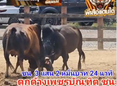 คลิปวัวชนย้อนหลัง ผลการชน โคลังสาดมงคลเดชเล็ก  VS  โคดุกด้างเพชรบัณฑิต (ไอ้เอียด)