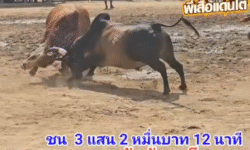 คลิปวัวชนย้อนหลัง ผลการชน โคโหนดสุดรักพยัคฆ์สุดโหด (เด็กนาย)  VS  โคแดงงามเก้าล้านเล็ก (ท่านกลาก)