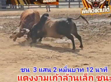 คลิปวัวชนย้อนหลัง ผลการชน โคโหนดสุดรักพยัคฆ์สุดโหด (เด็กนาย)  VS  โคแดงงามเก้าล้านเล็ก (ท่านกลาก)