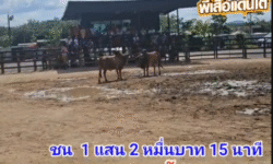 คลิปวัวชนย้อนหลัง ผลการชน โคลังสาดกะรัตเพชร (หูร้าย)  VS  โคแดงแสนชัยขวัญใจทรงรำ (บักมึน)