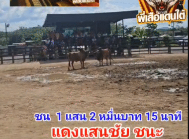 คลิปวัวชนย้อนหลัง ผลการชน โคลังสาดกะรัตเพชร (หูร้าย)  VS  โคแดงแสนชัยขวัญใจทรงรำ (บักมึน)